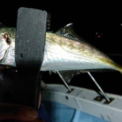 シースナイパー海龍 釣果