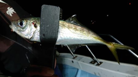 シースナイパー海龍 釣果