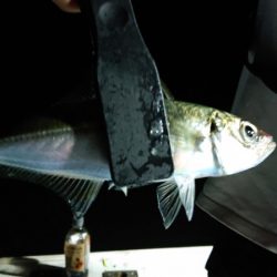 シースナイパー海龍 釣果