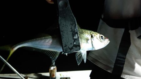 シースナイパー海龍 釣果