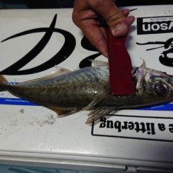 シースナイパー海龍 釣果