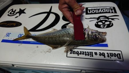 シースナイパー海龍 釣果