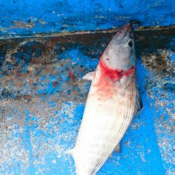 海龍丸（石川） 釣果