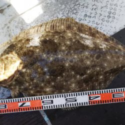 第二龍勢丸 釣果