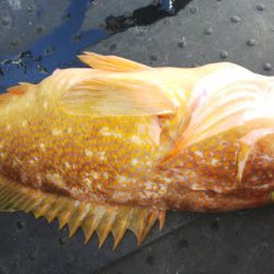 第二龍勢丸 釣果