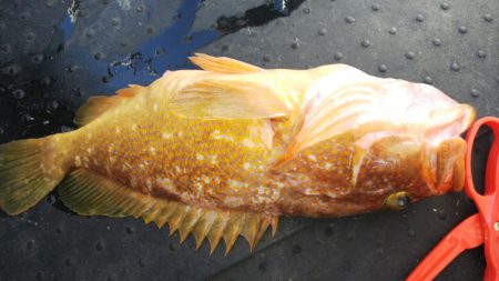 第二龍勢丸 釣果