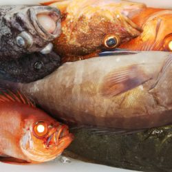 第二龍勢丸 釣果