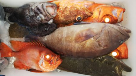 第二龍勢丸 釣果