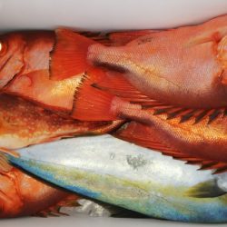 第二龍勢丸 釣果