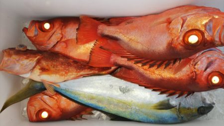 第二龍勢丸 釣果