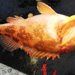 第二龍勢丸 釣果