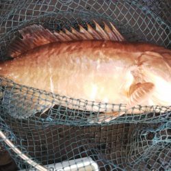 第二龍勢丸 釣果