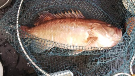 第二龍勢丸 釣果