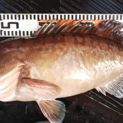 第二龍勢丸 釣果