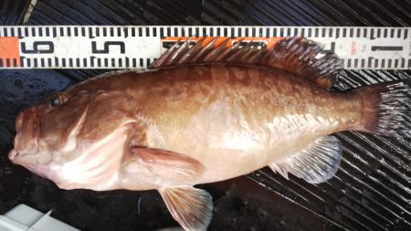 第二龍勢丸 釣果