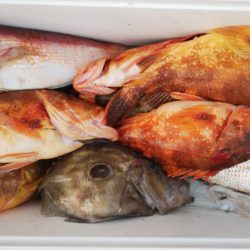 第二龍勢丸 釣果