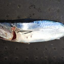 第二龍勢丸 釣果