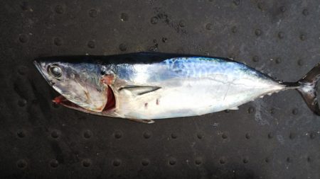 第二龍勢丸 釣果