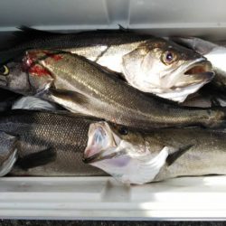 海龍丸（島根） 釣果