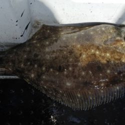 第二龍勢丸 釣果