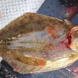 第二龍勢丸 釣果