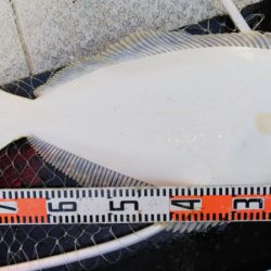 第二龍勢丸 釣果