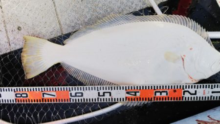 第二龍勢丸 釣果