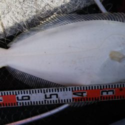 第二龍勢丸 釣果