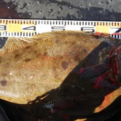 第二龍勢丸 釣果