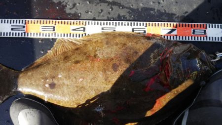 第二龍勢丸 釣果