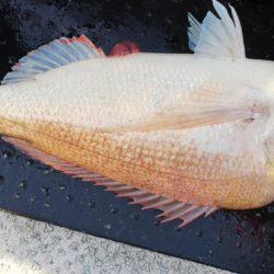 第二龍勢丸 釣果