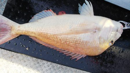 第二龍勢丸 釣果