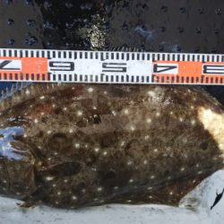 第二龍勢丸 釣果