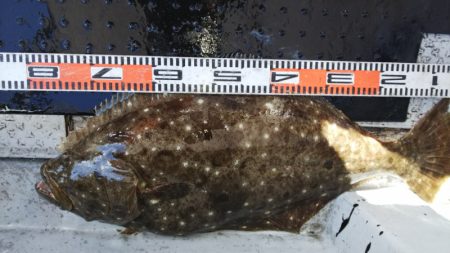 第二龍勢丸 釣果