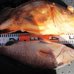 第二龍勢丸 釣果