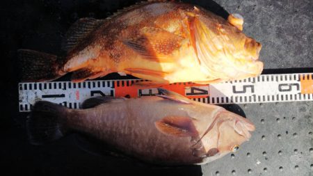 第二龍勢丸 釣果