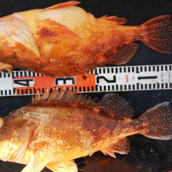 第二龍勢丸 釣果