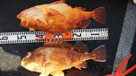 第二龍勢丸 釣果