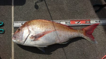 ARCADIAⅡ （アルカディアⅡ） 釣果