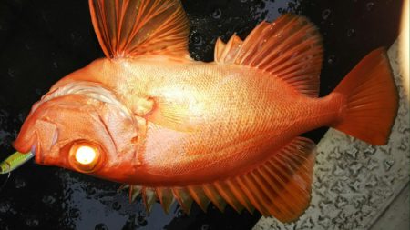 第二龍勢丸 釣果