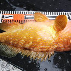 第二龍勢丸 釣果