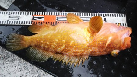 第二龍勢丸 釣果