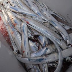 Chase（チェイス） 釣果