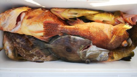 第二龍勢丸 釣果