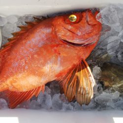 第二龍勢丸 釣果