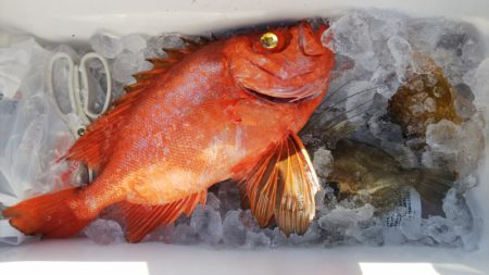 第二龍勢丸 釣果