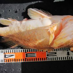 第二龍勢丸 釣果