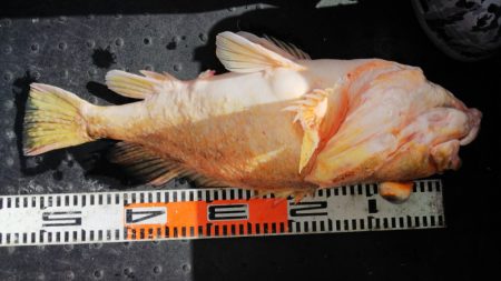 第二龍勢丸 釣果