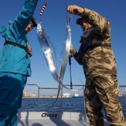 Chase（チェイス） 釣果