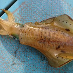 シースナイパー海龍 釣果